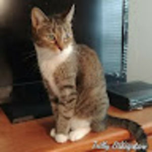 Meet your Posher, Joy-ann